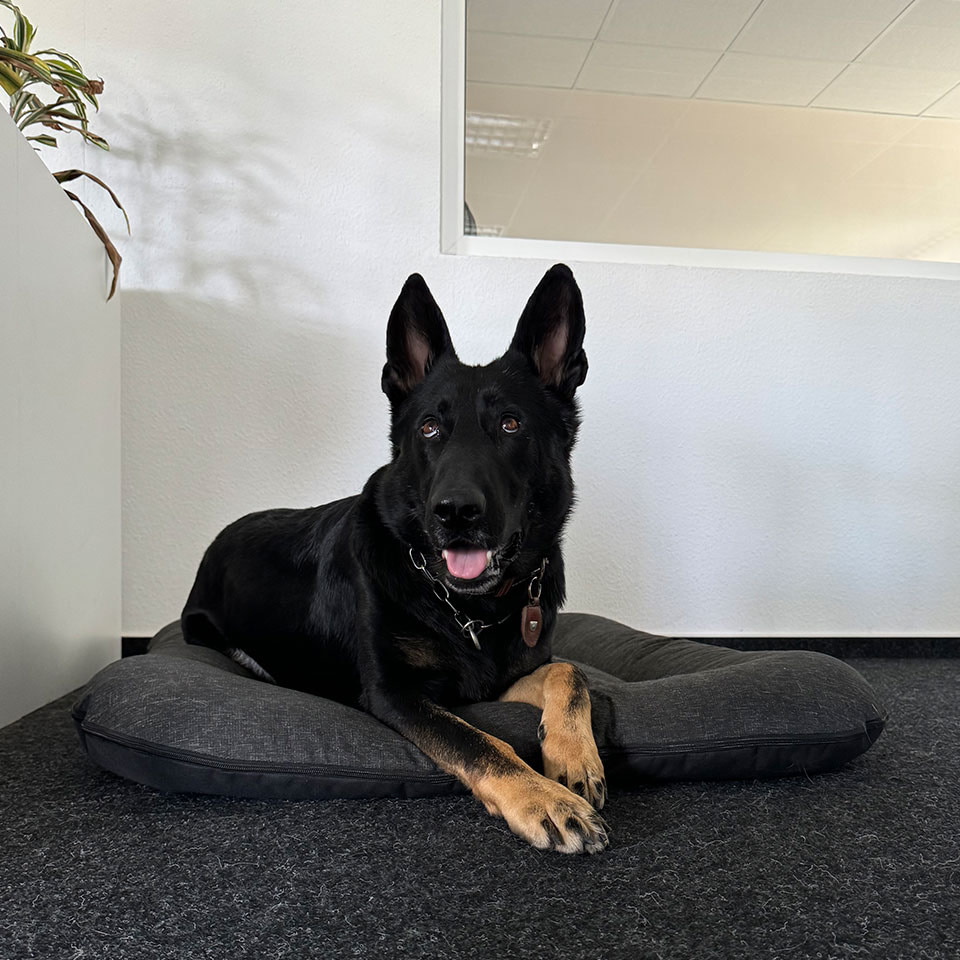 lento Office Dogs Jule auf Ihrem täglichen Arbeitsplatz