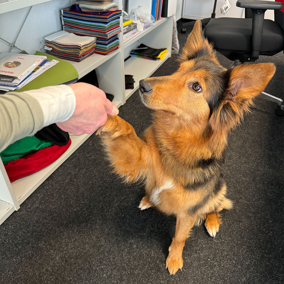 Mehr Flausch im Büro lento: lento Office Dog Meta im Vertrieb