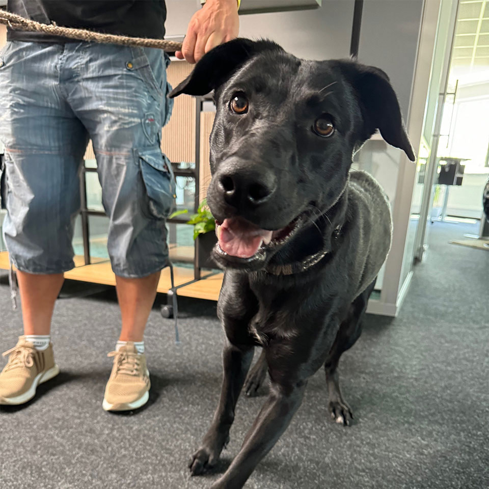 Mehr Flausch im Büro lento: lento Office Dogs Nala