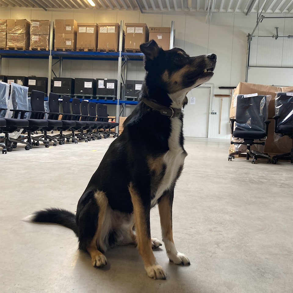 Mehr Flausch im Büro lento: lento Office Dogs Vajk im Lager