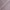 9 violett